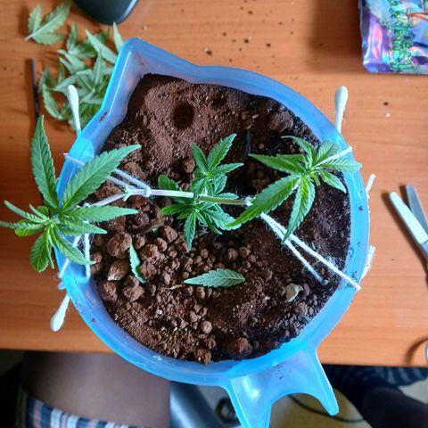 GREEN BOY. growlog photo: Defoliation 