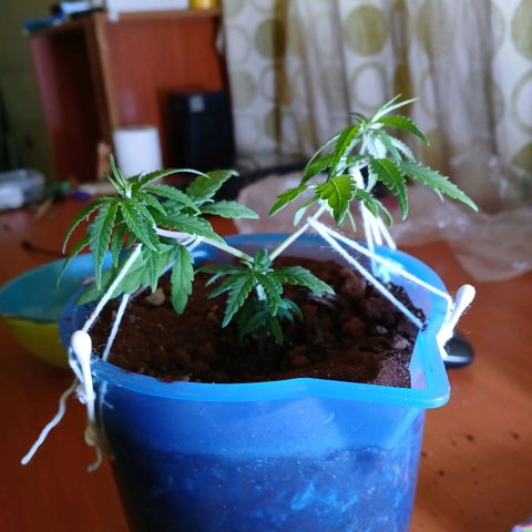 GREEN BOY. growlog photo: Defoliation 