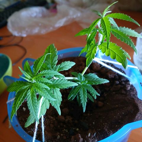 GREEN BOY. growlog photo: Defoliation 