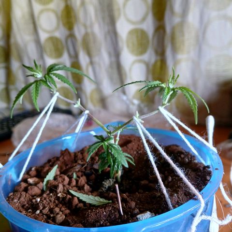 GREEN BOY. growlog photo: Defoliation 