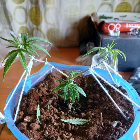 GREEN BOY. growlog photo: Defoliation 
