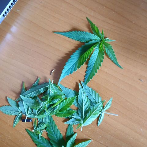 GREEN-O-MATIC growlog photo: Defoliation and nutrition 