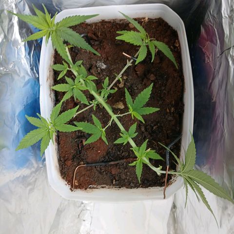 GREEN-O-MATIC growlog photo: Defoliation and nutrition 