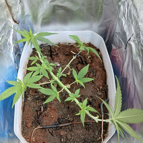 GREEN-O-MATIC growlog photo: Defoliation and nutrition 