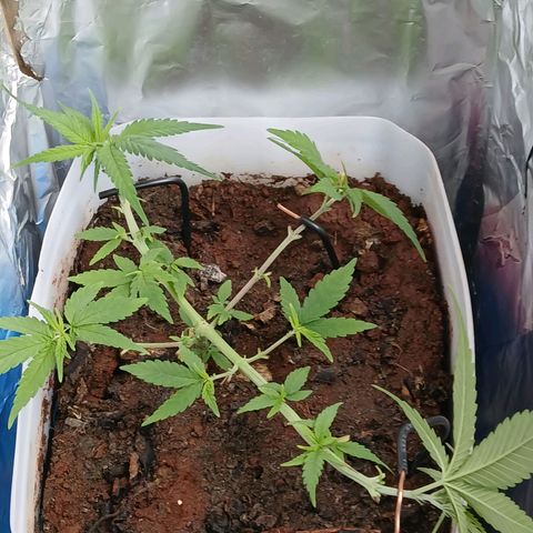 GREEN-O-MATIC growlog photo: Defoliation and nutrition 