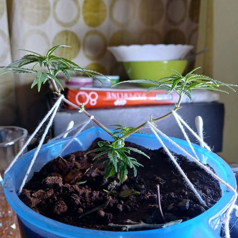GREEN BOY. growlog photo: Defoliation and nutrition 