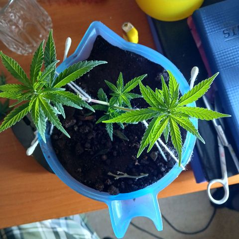 GREEN BOY. growlog photo: Defoliation and nutrition 