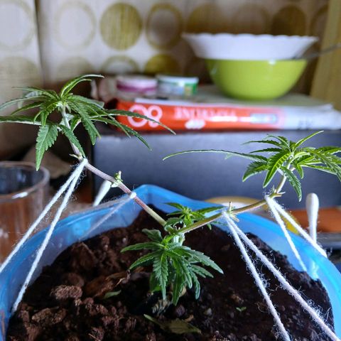 GREEN BOY. growlog photo: Defoliation and nutrition 