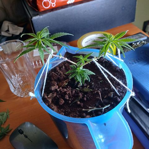 GREEN BOY. growlog photo: Defoliation and nutrition 