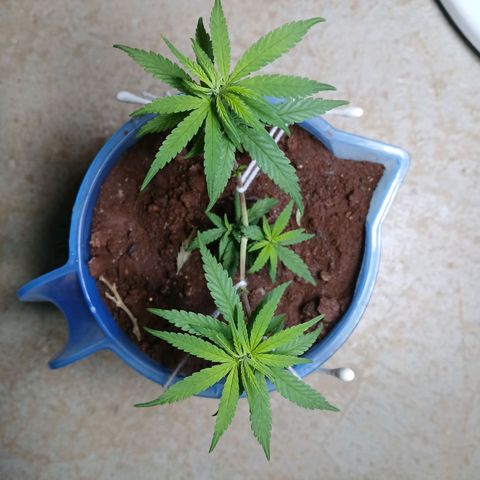GREEN BOY. growlog timeline photo