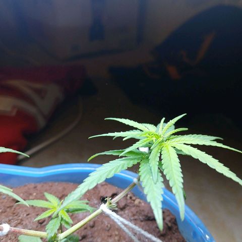 GREEN BOY. growlog timeline photo