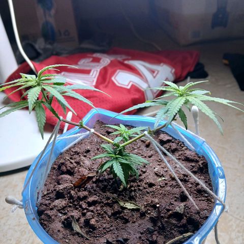 GREEN BOY. growlog timeline photo