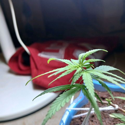 GREEN BOY. growlog timeline photo