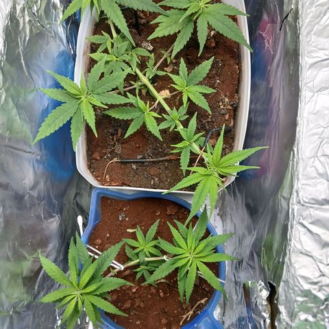 GREEN-O-MATIC growlog photo: So i have upgraded the light. This is the current lux.