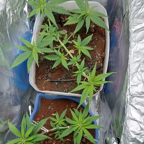 GREEN-O-MATIC growlog photo: So i have upgraded the light. This is the current lux.