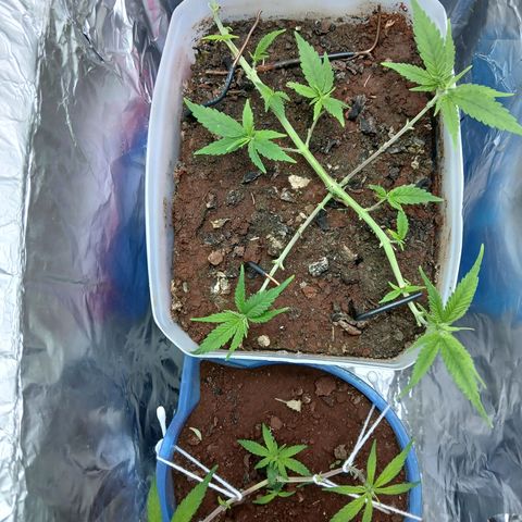 GREEN-O-MATIC growlog timeline photo
