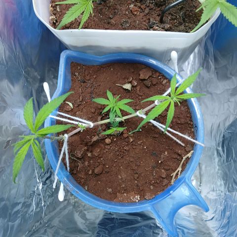 GREEN-O-MATIC growlog timeline photo