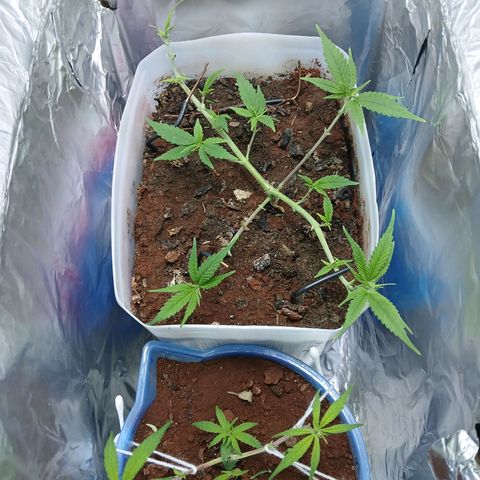 GREEN-O-MATIC growlog timeline photo
