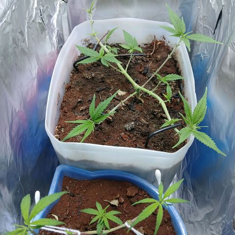 GREEN-O-MATIC growlog timeline photo