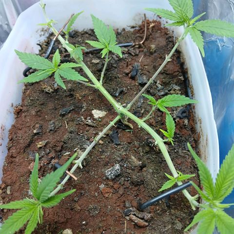 GREEN-O-MATIC growlog timeline photo