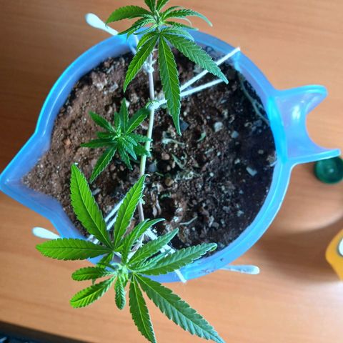 GREEN BOY. growlog timeline photo