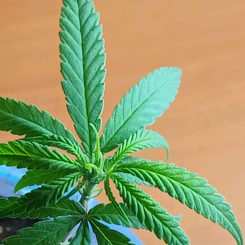 GREEN BOY. growlog timeline photo