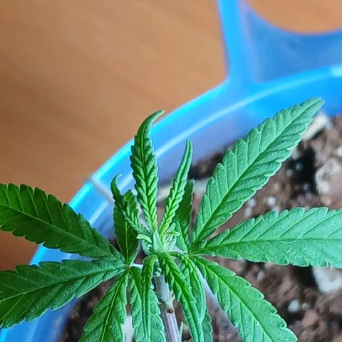 GREEN BOY. growlog timeline photo