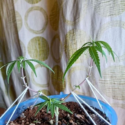GREEN BOY. growlog timeline photo