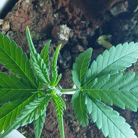 GREEN-O-MATIC growlog photo: Plant with bud sites. 