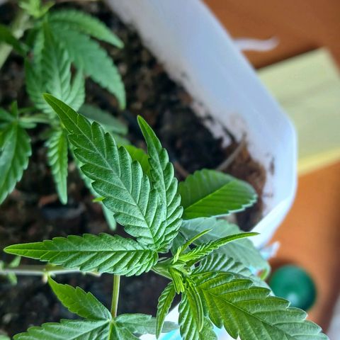 GREEN-O-MATIC growlog photo: Plant with bud sites. 