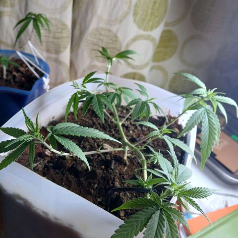 GREEN-O-MATIC growlog photo: Plant with bud sites. 