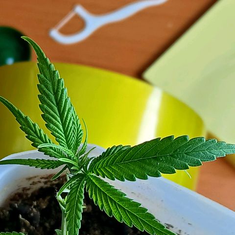 GREEN-O-MATIC growlog photo: Plant with bud sites. 