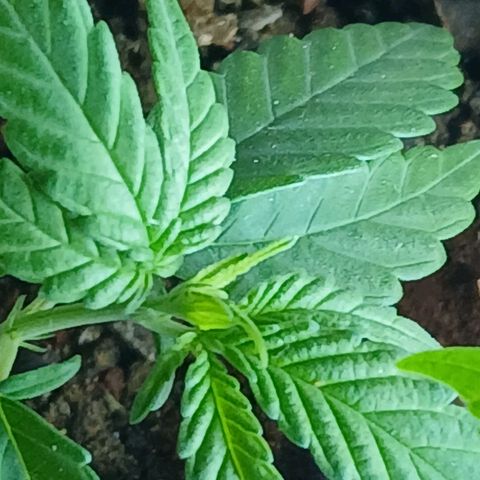 GREEN-O-MATIC growlog photo: Plant with bud sites. 