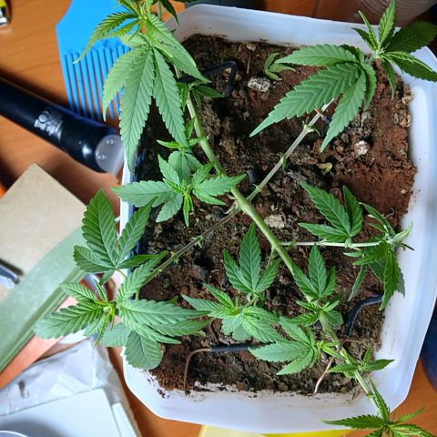 GREEN-O-MATIC growlog photo: Plant with bud sites. 