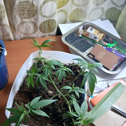 GREEN-O-MATIC growlog photo: Plant with bud sites. 