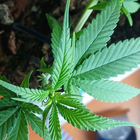 GREEN-O-MATIC growlog photo: Plant with bud sites. 