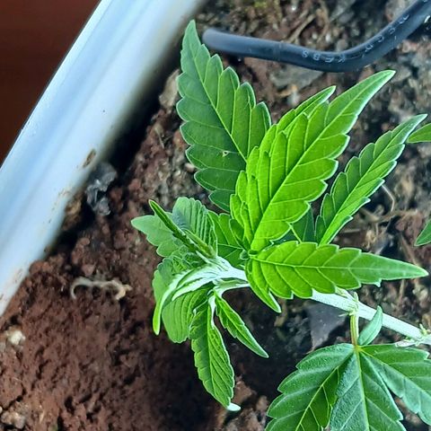 GREEN-O-MATIC growlog photo: Plant with bud sites. 
