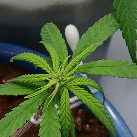 GREEN BOY. growlog timeline photo
