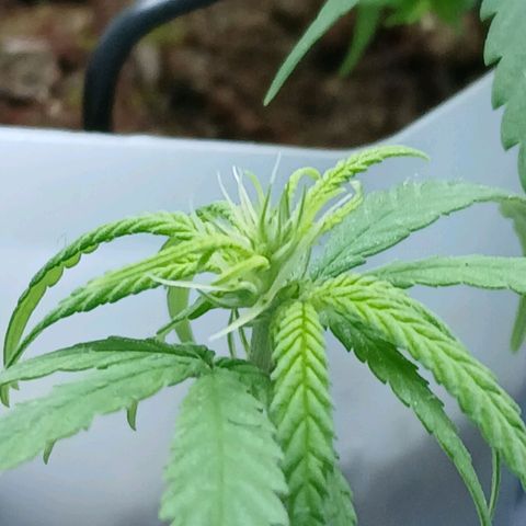 GREEN BOY. growlog timeline photo