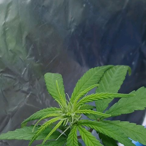 GREEN BOY. growlog timeline photo