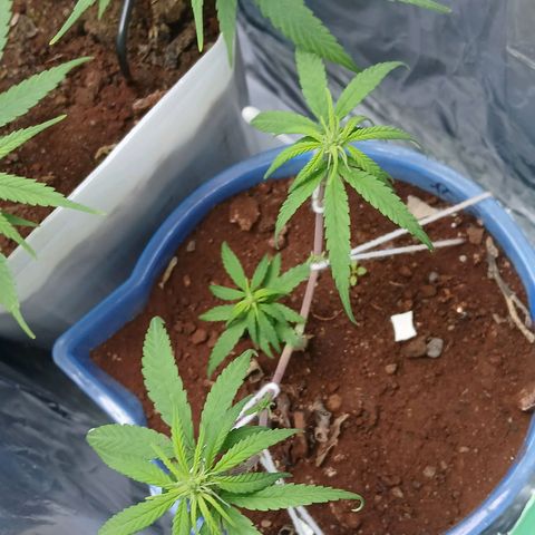 GREEN BOY. growlog timeline photo