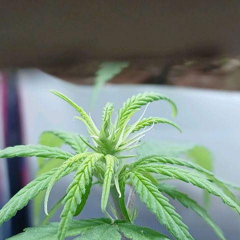 GREEN BOY. growlog timeline photo
