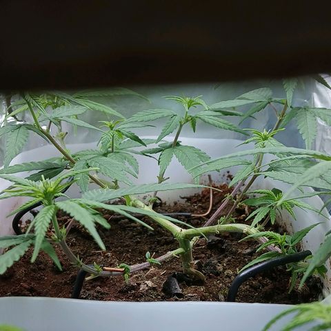 GREEN-O-MATIC growlog timeline photo