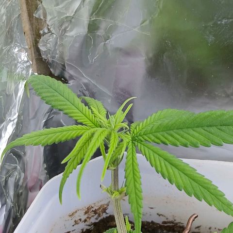 GREEN-O-MATIC growlog timeline photo