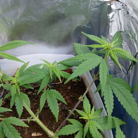 GREEN-O-MATIC growlog timeline photo