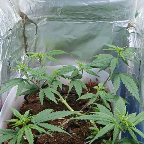 GREEN-O-MATIC growlog timeline photo