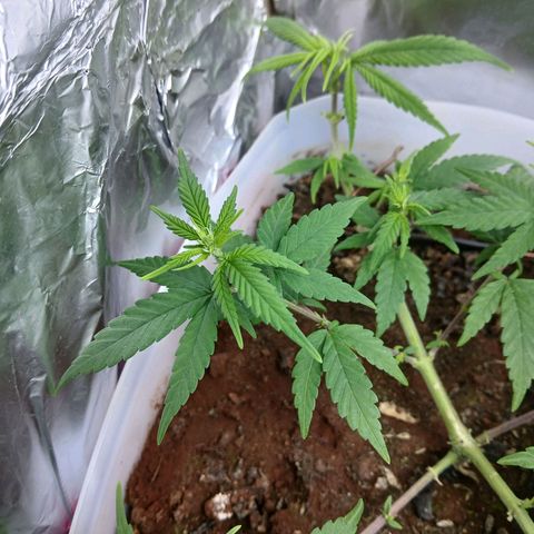 GREEN-O-MATIC growlog timeline photo