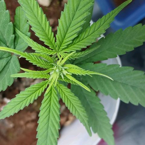 GREEN-O-MATIC growlog timeline photo