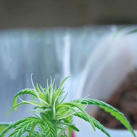 GREEN-O-MATIC growlog timeline photo