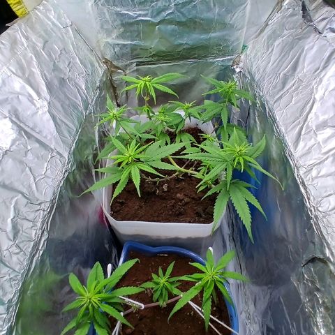 GREEN-O-MATIC growlog timeline photo